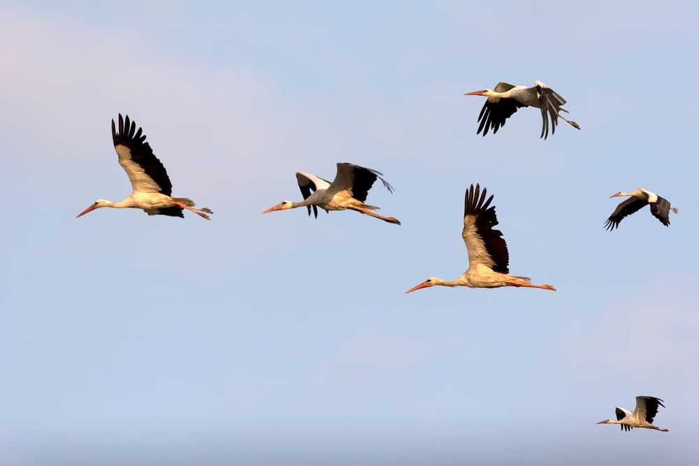 Le Vol Des Cigognes Résumé Complet Un vol unique de 700 cigognes aperçu dans le ciel ardéchois et capturé